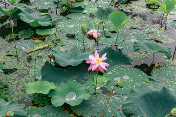 Lotus flowers blooming in a pond after rain.