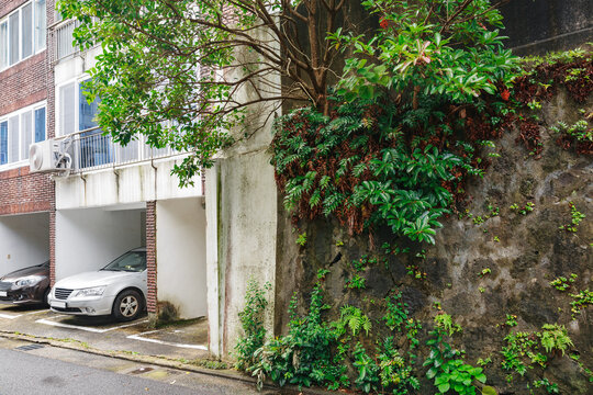 Trees and various plants growing in the cracks of a concrete wall.
