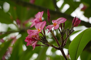 Close-up of Plumeria rubra flowers blooming in summer