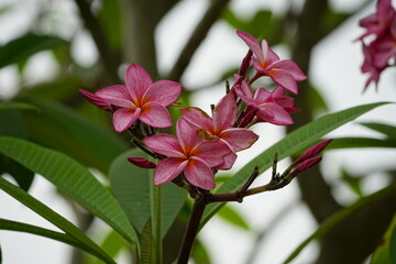 Close-up of Plumeria rubra flowers blooming in summer