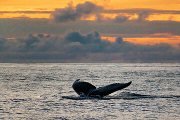 Humpback whale tail