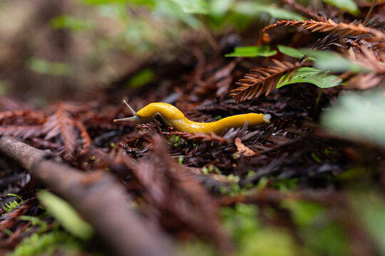 Banana Slug