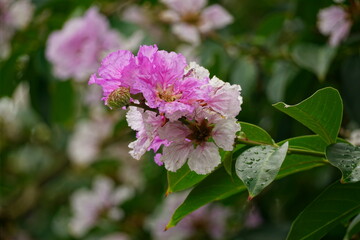 Close-up of purple Lagerstroemia speciosa flower blooming in summer