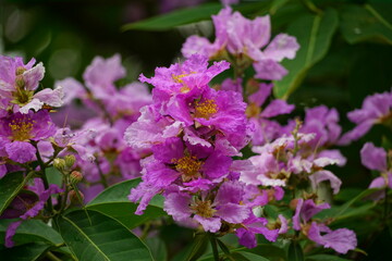 Close-up of purple Lagerstroemia speciosa flower blooming in summer