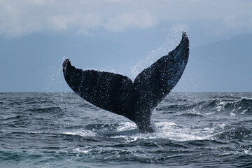 Obraz premium Humpback whale tail