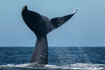 Humpback whale tail