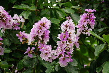 Close-up of purple Lagerstroemia speciosa flower blooming in summer