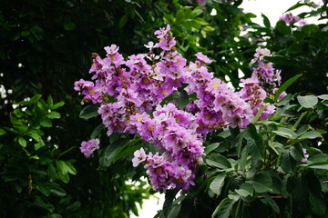Close-up of purple Lagerstroemia speciosa flower blooming in summer