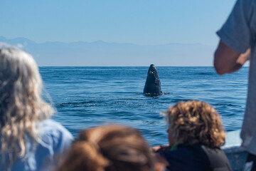 Humpback whale breaching