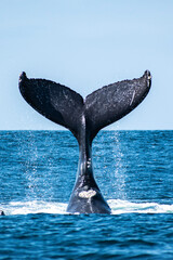 Humpback whale tail