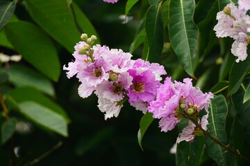Close-up of purple Lagerstroemia speciosa flower blooming in summer