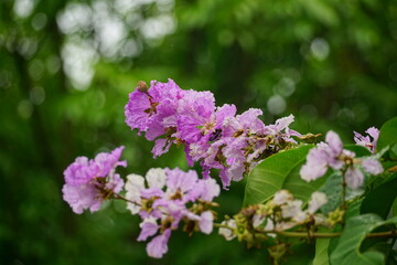 Close-up of purple Lagerstroemia speciosa flower blooming in summer