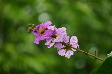 Close-up of purple Lagerstroemia speciosa flower blooming in summer