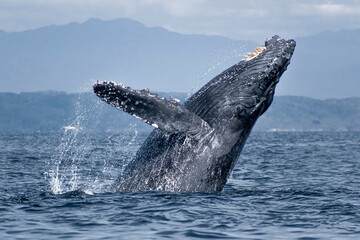Naklejka premium Humpback whale breaching