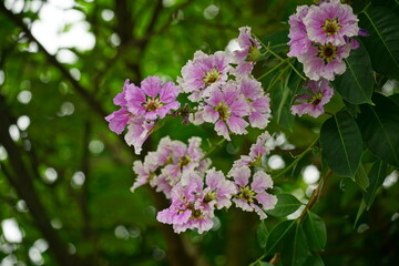 Close-up of purple Lagerstroemia speciosa flower blooming in summer