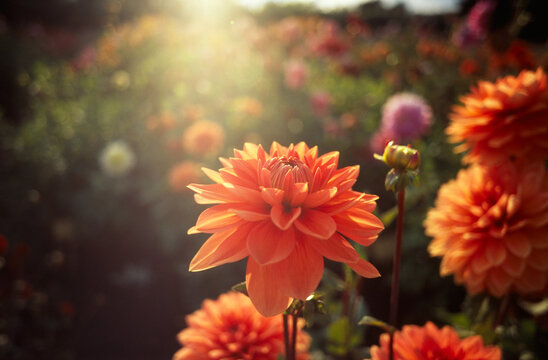 Summer nature flowers garden landscape