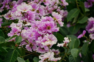 Close-up of purple Lagerstroemia speciosa flower blooming in summer