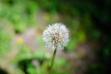 dandelion head