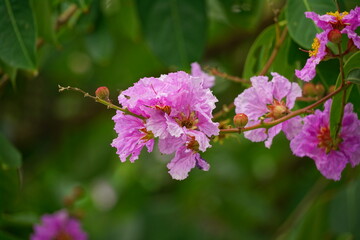 Close-up of purple Lagerstroemia speciosa flower blooming in summer