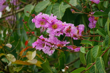 Close-up of purple Lagerstroemia speciosa flower blooming in summer