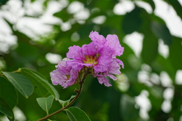Close-up of purple Lagerstroemia speciosa flower blooming in summer