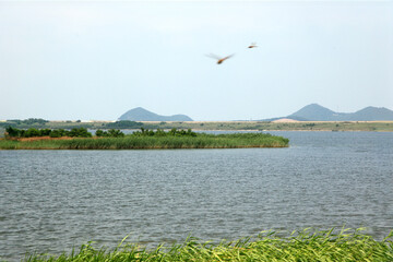 View of the lake with the flying dragonfly