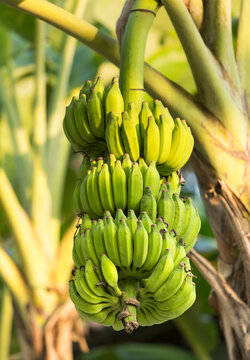 A large bunch of bananas growing on a tree