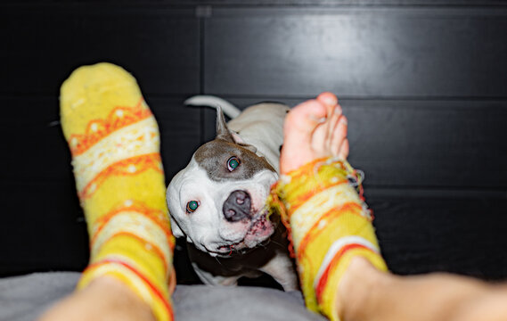 Funny Joyful Dog Chews A Human Body Part