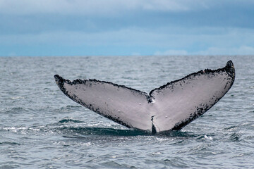 Humpback whale tail