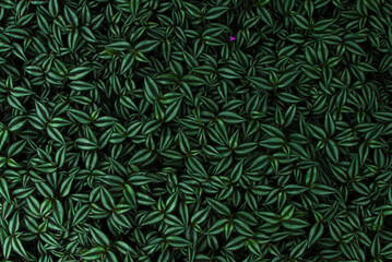 Abstract green foliage leaf nature background