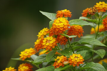 Close-up of Lantana camara flowers blooming