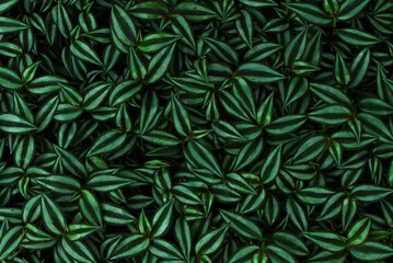 Abstract green foliage leaf nature background