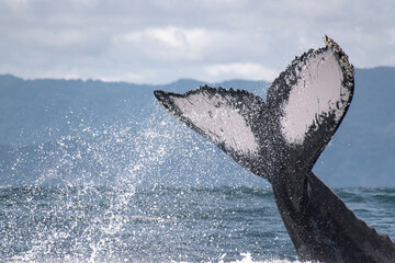Humpback whale tail