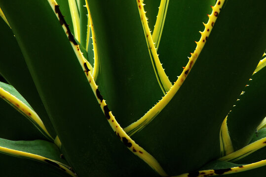 Abstract agave succulent plant leaves background