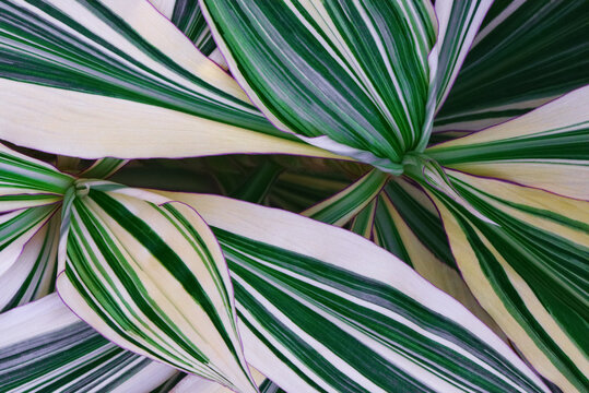 Abstract plant foliage leaves stripe