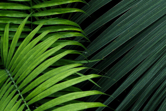 Abstract palm foliage plant leaves nature background