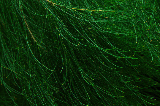 Abstract plant foliage nature background
