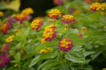 Close-up of Lantana camara flowers blooming