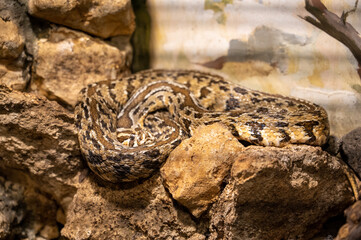 Caatinga Lancehead snake Bothrops Erythromelas slithering on the bare ground