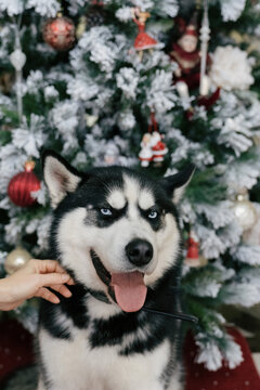 Husky Dog In Front Of A Christmas Tree