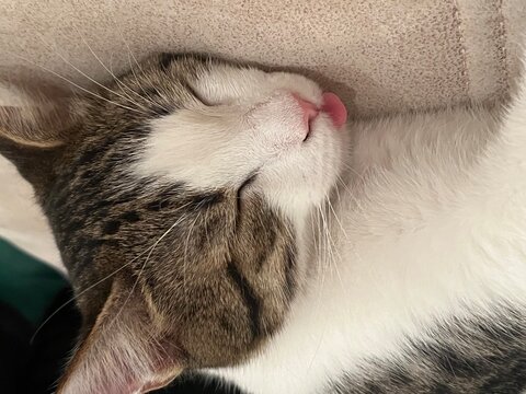 Close-up of a cat sleeping with an open tongue