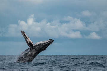 Obraz premium Humpback whale breaching