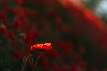 Obraz premium Red poppies blooming in spring