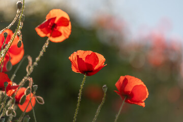 Red poppies blooming in spring