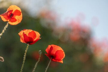 Obraz premium Red poppies blooming in spring