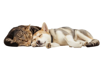cats and dog sleep together isolate on background