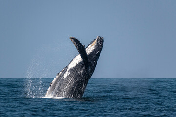 Naklejka premium Humpback whale breaching