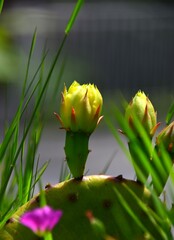 cactus flower in bloom