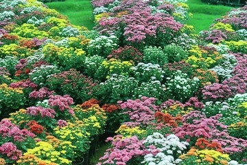 Colorful Chrysanthemum Orange flower or jamanthi flower on  background	