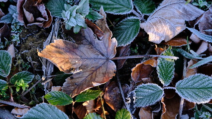 Green grass in frozen morning.